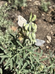 Icaricia icarioides evius