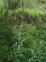 Lysimachia ephemerum