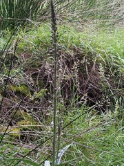 Lysimachia ephemerum