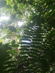 Cyathea pungens