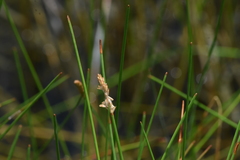 Eleocharis elongata