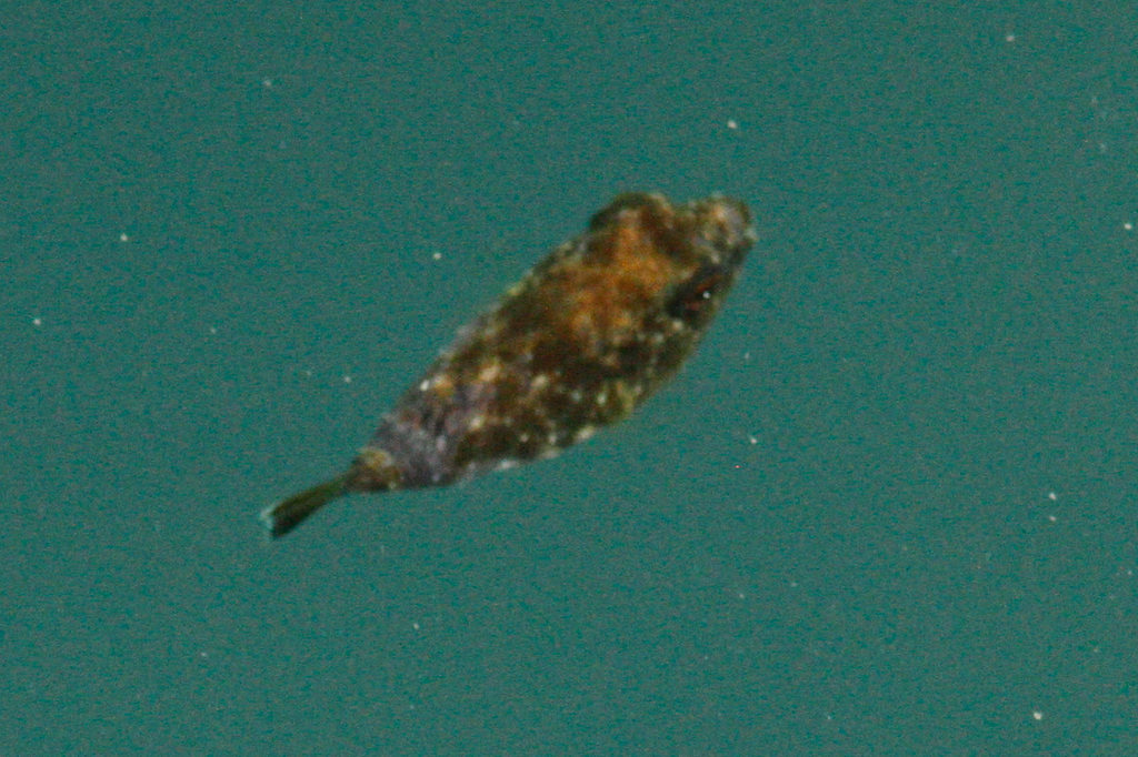 Longnose Puffer