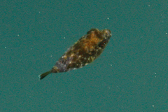 Sphoeroides lobatus