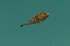 Sphoeroides lobatus
