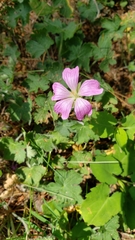 Geranium × oxonianum