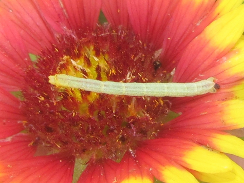 Blackberry Looper Moth