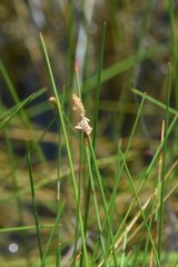 Eleocharis elongata
