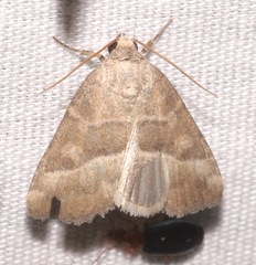 Ogdoconta moreno