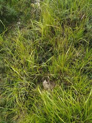 Sesleria argentea