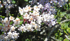 Ceanothus sonomensis