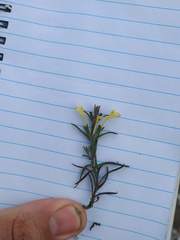 Odontites longiflorus