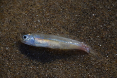 Engraulidae