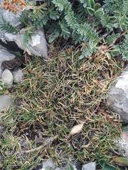 Festuca hystrix