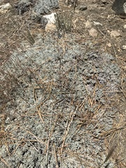 Eriogonum kennedyi