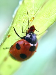 Coccinella septempunctata