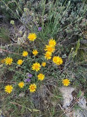 Pentanema montanum