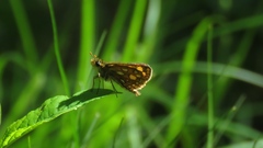 Carterocephalus mandan