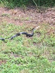 Pantherophis alleghaniensis