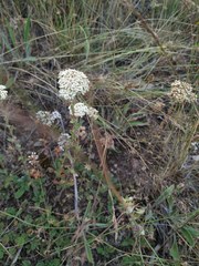 Achillea odorata