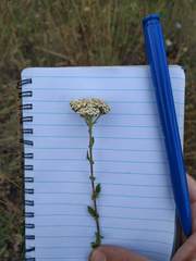 Achillea odorata