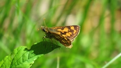 Carterocephalus mandan