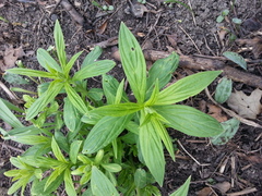 Lithospermum latifolium