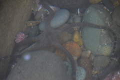 Ophioderma panamense