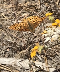 Speyeria callippe macaria