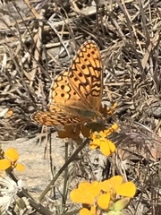Speyeria callippe macaria