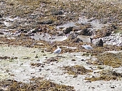 Chroicocephalus ridibundus