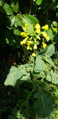 Angiospermae