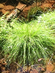 Carex trisperma