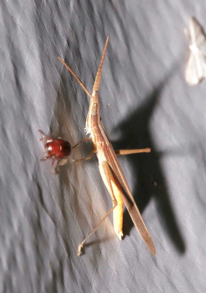 Sumichrast Toothpick Grasshopper