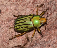 Chrysina gloriosa