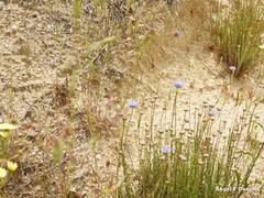 Jasione sessiliflora