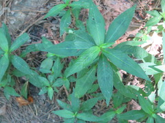 Hygrophila