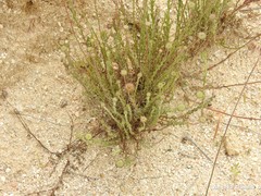 Jasione sessiliflora