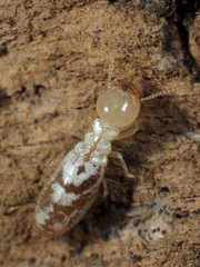 Reticulitermes lucifugus
