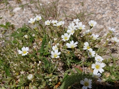 Cerastium beeringianum