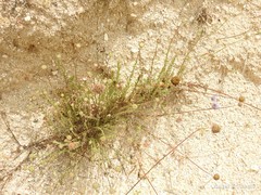 Jasione sessiliflora