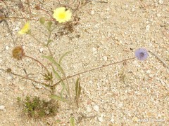 Jasione