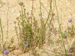 Jasione sessiliflora