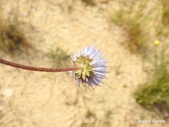 Jasione