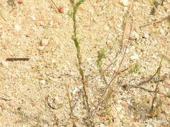 Jasione sessiliflora