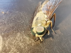 Tabanus bovinus