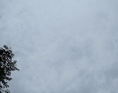 Hirundapus giganteus