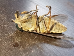 Tabanus bovinus