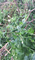 Lithospermum officinale