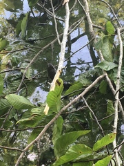 Nerodia sipedon