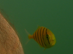 Gnathanodon speciosus